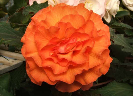 B. ‘Sunrise’